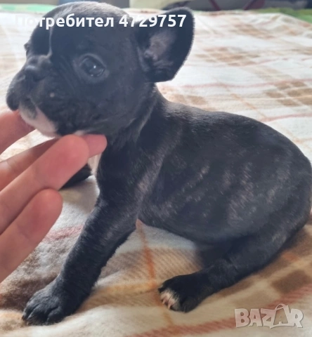 френски булдог женски, снимка 2 - Други - 53378050