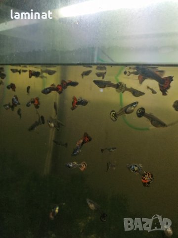 Продавам гупи, ричия и Явански мъх, снимка 6 - Рибки - 40354171