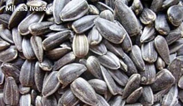 Слънчоглед Олеинов семе - Био