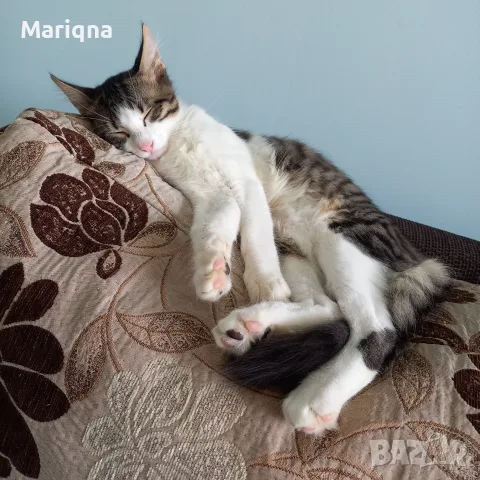 Подарявам мъжко котенце, снимка 9 - Други - 55825234