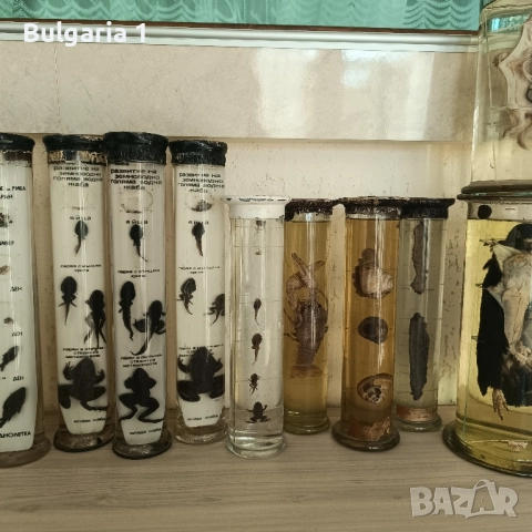 Консервирани Препарирани влечуги животни и морски обитатели в стъкленица, снимка 13 - Други - 52479835