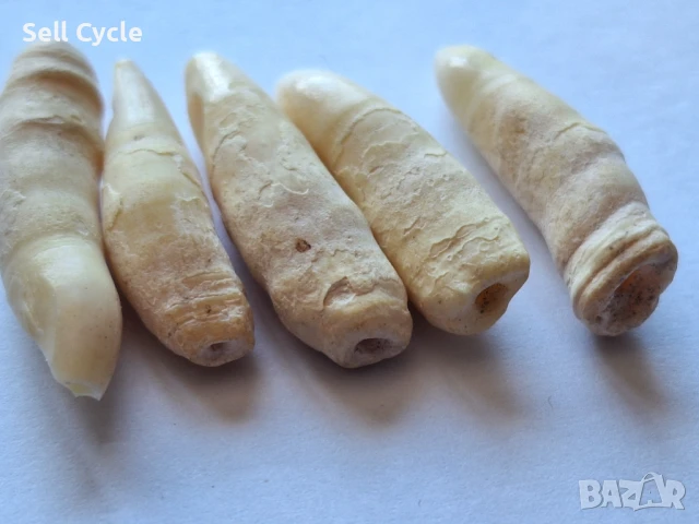 ✅ЗЪБИ ОТ ДЕЛФИН ❗, снимка 2 - Антикварни и старинни предмети - 50958371