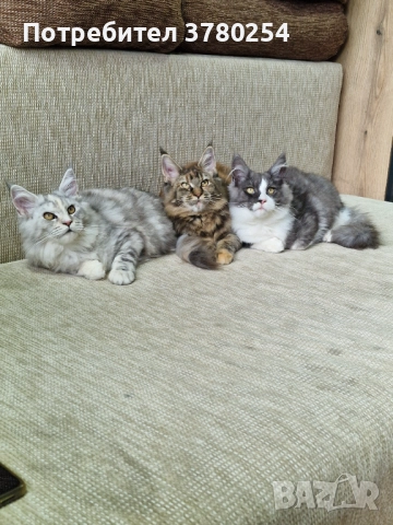 Мейн Кун , снимка 7 - Мейн кун - 52314032