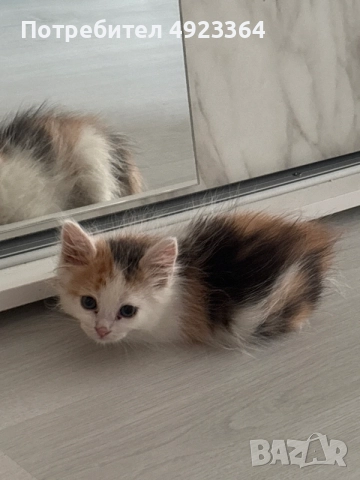 Турска ангорска котка за продажба 