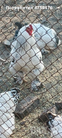 яица за люпене от Колумбийска брама 