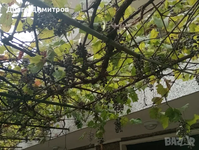 Продавам тъмно грозде,подходящо само за червено вино,обирате го цялото по асмите за 30  всичкото., снимка 9 - Домашни продукти - 56129807