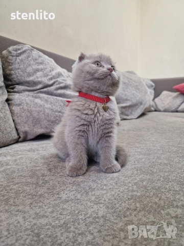 Шотландски клепоухи котенца , снимка 9 - Британска късокосместа - 39110730