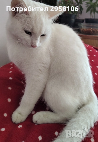 коте, снежно бяло момче, 8 мес., снимка 11 - Британска късокосместа - 51471264