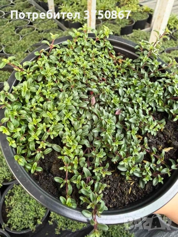 🌿💜 Thymus vulgaris ‘Purple Beauty’ / Пълзяща мащерка , снимка 5 - Градински цветя и растения - 53028970