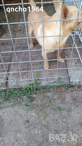 чихуахуа , снимка 11 - Чихуахуа - 52797683