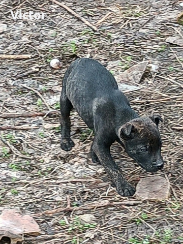 Подарявам кучета микс между Кане корсо и Питбул, снимка 4 - Други - 53714455