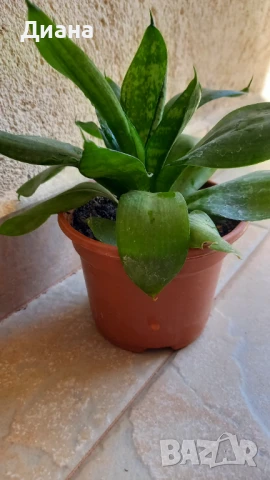 Сансевиера Хани, снимка 2 - Стайни растения - 51188299