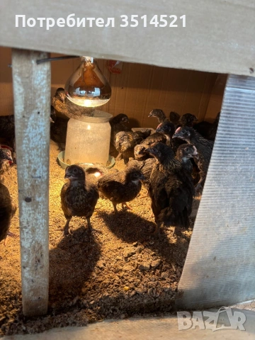 Супер харко, снимка 2 - Кокошки и пуйки - 53811079