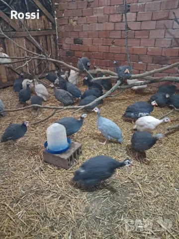 ТОКАЧКИ, снимка 8 - Кокошки и пуйки - 48978869