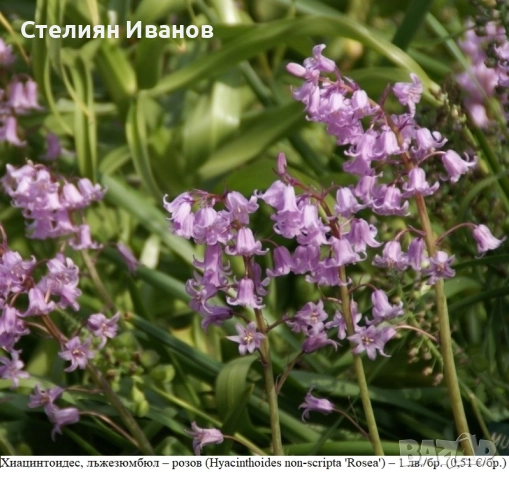 Хиацинтоидес, лъжезюмбюл – розов (Hyacinthoides non-scripta 'Rosea') – луковици