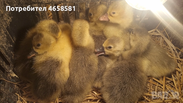 Продавам гъски и гъсета, снимка 2 - други­ - 52511201