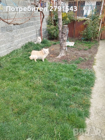 померан щпиц момичета