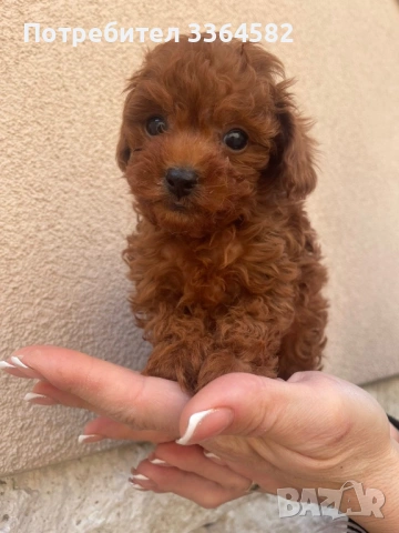 Мини пудел, снимка 2 - Пудели - 53726403