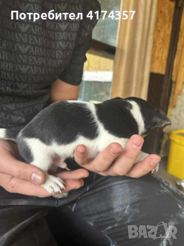 Джак ръсел териер , снимка 12 - Джак ръсел териер - 52822970