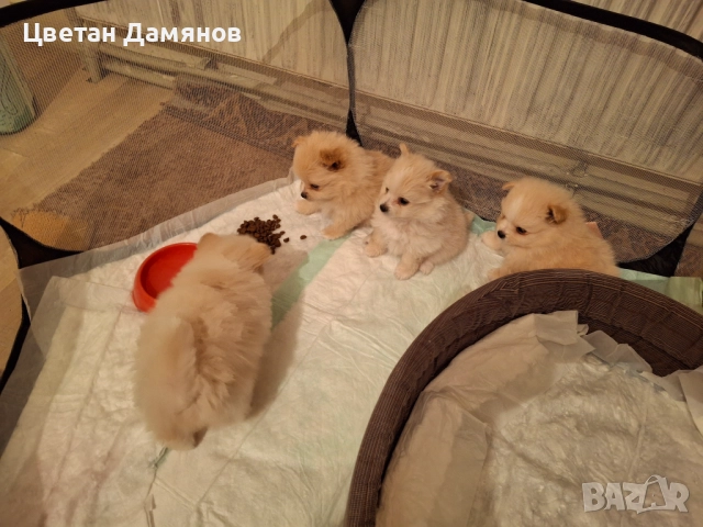 Померани, снимка 3 - Померан - 52903057