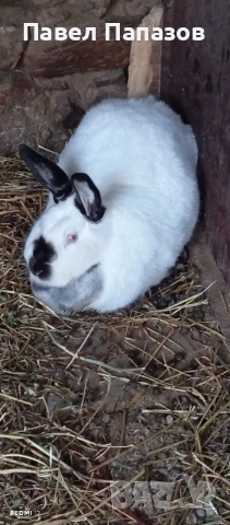 Продавам калифорнийка, снимка 2 - Други животни - 52247803