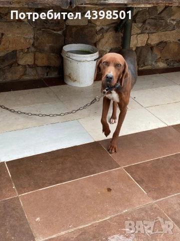 Гонче Балканско, снимка 2 - Гонче - 52694334