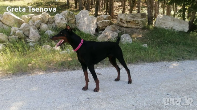 Чистокръвни доберманчета, снимка 4 - Доберман - 52678560