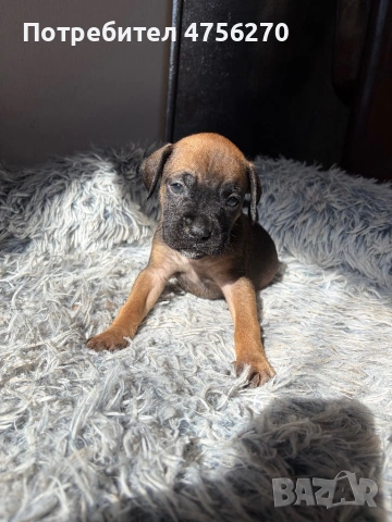 Малки кученца- Боксер, снимка 5 - Боксер - 53726288