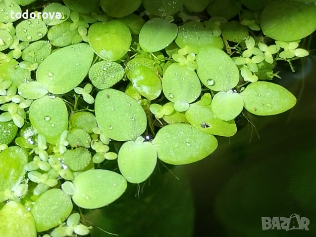 Аквариумни растения , снимка 7 - Аквариуми - 50966304