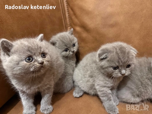 Шотландска клепоуха , снимка 9 - Британска късокосместа - 52379618