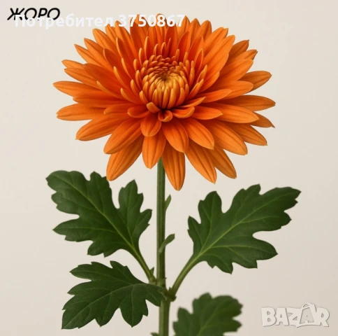 💞😍♥️ Уникални български хризантеми – селекция, създадена с грижа! 💞♥️💞, снимка 3 - Градински цветя и растения - 50782033