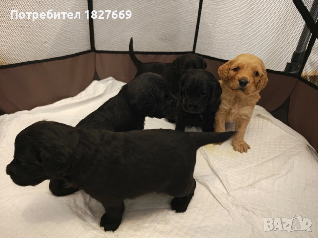 Кученца Кокершпаньол , снимка 3 - Други - 52822067