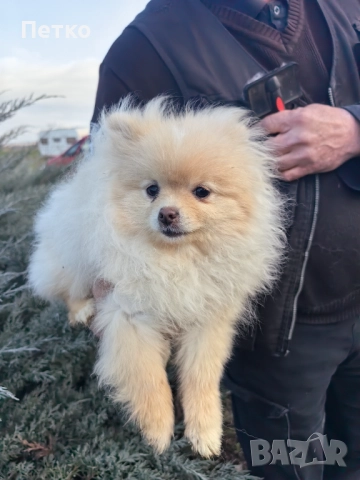 Мини померан, снимка 4 - Померан - 52920887