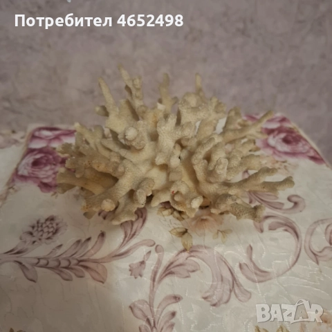 Естествен Морски Корал