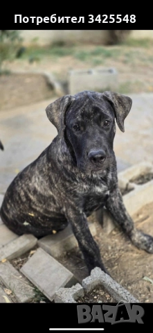 Преса Канарио кученца, снимка 1