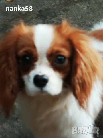 Кавалер за разплод, снимка 5 - Кавалер кинг чарлз шпаньол - 53015296