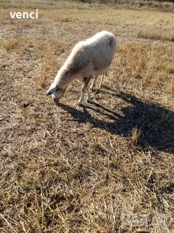 Продавам ялова овца., снимка 2 - Овце - 53481033