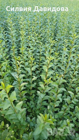 0.70лв. Лигуструм на корен, снимка 6 - Разсади - 52116194