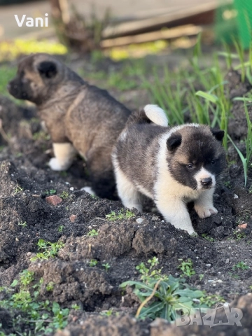 Америкаска акита мъжки и женски, снимка 4 - Акита - 52944490