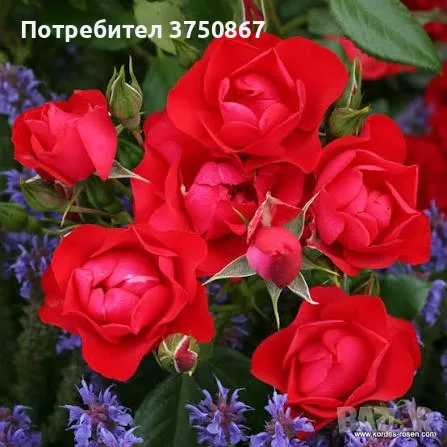 🌹РОЗА 🌹 Black Forest Rose® 🌹, снимка 3 - Градински цветя и растения - 56041271