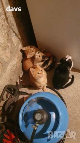 Малки котета – различни шарки, снимка 7 - Други - 51973052