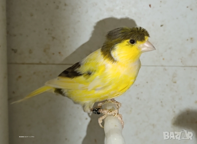 Женски певчески канарчета Орфей , снимка 5 - Канари - 52026869
