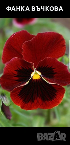 РАЗСАД ТЕМЕНУЖКИ, снимка 7 - Градински цветя и растения - 53864705