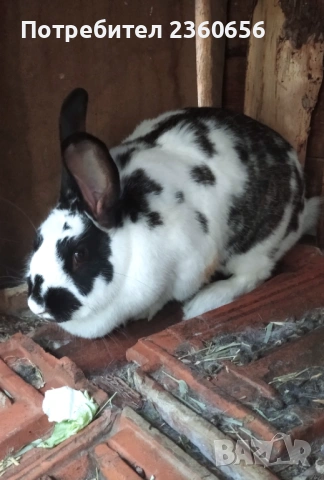 Продавам зайци