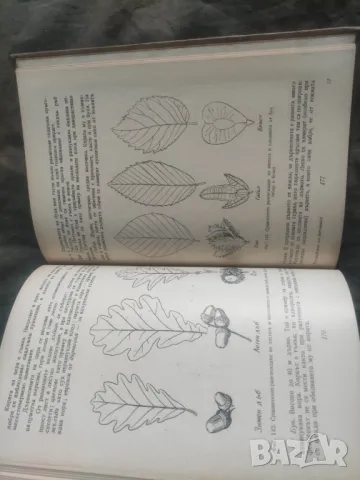 Продавам книга "Ръководство за практически занятия по ботаника " Р. Дочева-Попова.., снимка 6 - Други - 49218513