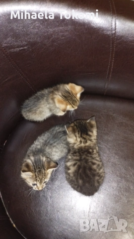 Подарявам котета , снимка 4 - За котки - 52956852