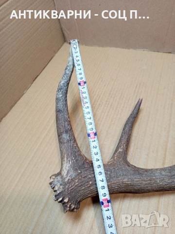 Стар Единичен Еленски Рог Рога Тегло 1.350кг. НОМЕР 707., снимка 12 - Антикварни и старинни предмети - 53500297