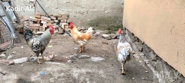 Продавам млади петли , снимка 2 - Кокошки и пуйки - 53690186