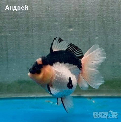 Оранди ( Златни рибки), снимка 3 - Рибки - 51499080