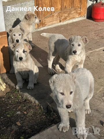 Продавам женски и мъжки алабаи, снимка 8 - Алабай - 52813719